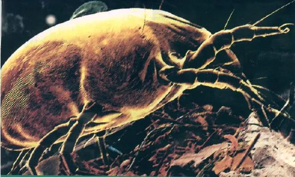 A microscope view of a dust mite