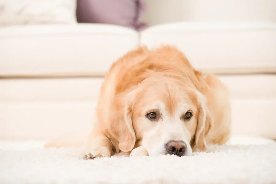 A dog resting on clean carpet after P.U.R.T. pet urine treatment